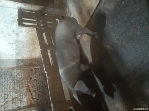 vand vieri - imagine 2