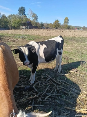 tăuraș Holstein  - imagine 3 tăuraș Holstein  - imagine 3