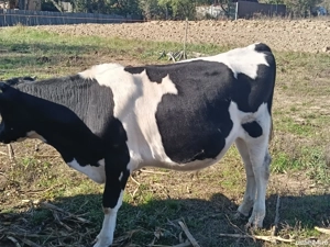 tăuraș Holstein  - imagine 2 tăuraș Holstein  - imagine 2