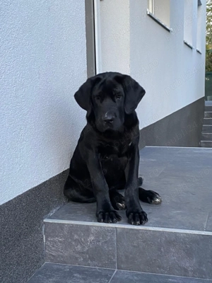 Pui Metis Cane Corso