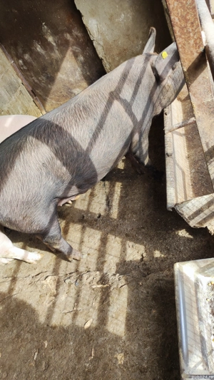 Vând porc gras - imagine 3 Vând porc gras - imagine 3