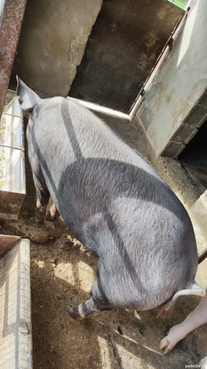 Vând porc gras - imagine 2 Vând porc gras - imagine 2