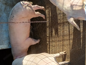 Vând porci de sacrificat 