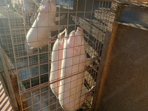 Vând porci pt taiat