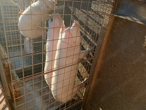 Vând porci pt taiat - imagine 5