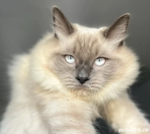 Puiuț Ragdoll Blue point 