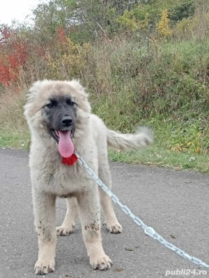 femela foarte buna pentru a fi crescuta la paza oilor, caprelor si vacilor