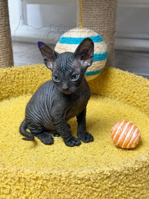 RARITATE pui pisica fara par Donskoy   Don Sphynx cu pedigree - imagine 2