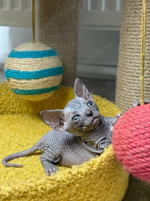 RARITATE pui pisica fara par Donskoy   Don Sphynx cu pedigree - imagine 3