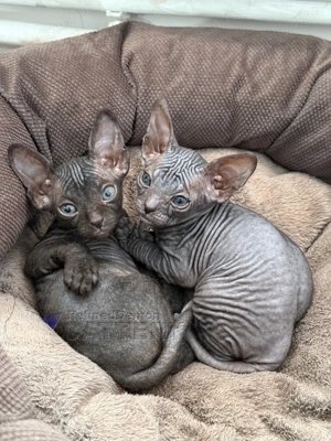 RARITATE pui pisica fara par Donskoy   Don Sphynx cu pedigree - imagine 4