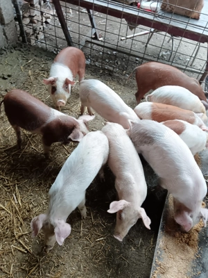 Vând 9 purcei  - imagine 2