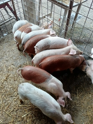 Vând 9 purcei  - imagine 3