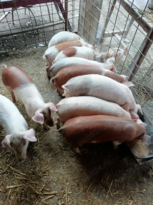 Vând 9 purcei  - imagine 5