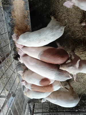 Vând 9 purcei  - imagine 4