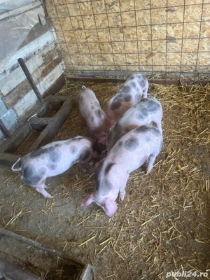 vind purcei 9 saptamini  - imagine 2 vind purcei 9 saptamini  - imagine 2