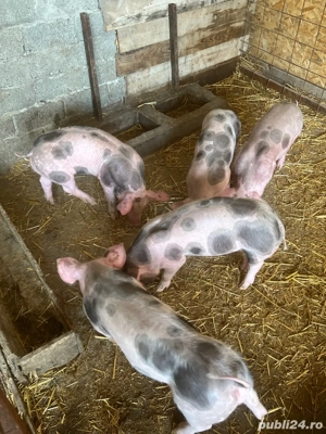 vind purcei 9 saptamini 