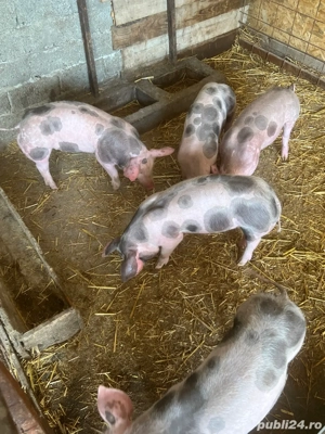 vind purcei 9 saptamini  - imagine 2 vind purcei 9 saptamini  - imagine 2