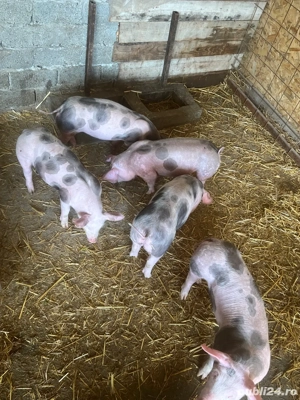 vind purcei 9 saptamini  - imagine 2 vind purcei 9 saptamini  - imagine 2