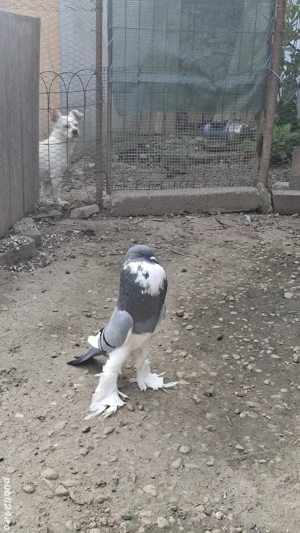 Vand gusati - imagine 3