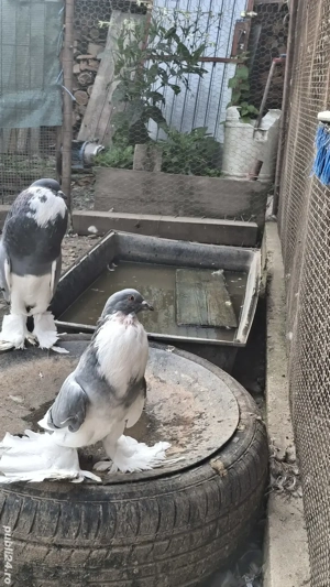 Vand gusati - imagine 2