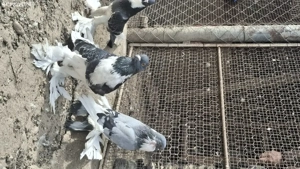 Vand gusati - imagine 5