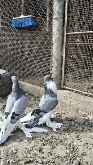 Vand gusati - imagine 4