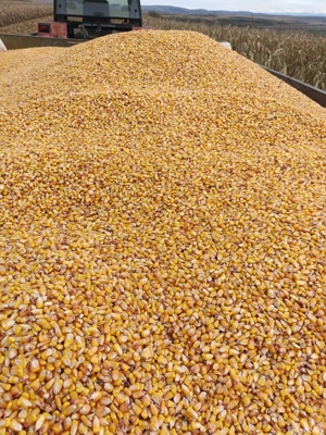 Vand porumb - imagine 2