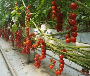 Cautam barbati in Olanda la sera de rosii