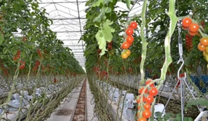 Cautam barbati in Olanda la sera de rosii - imagine 2