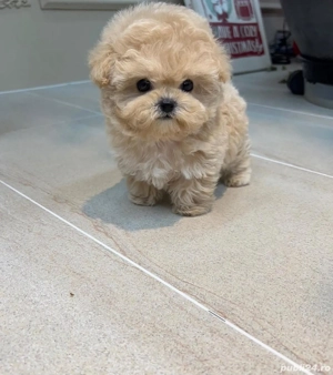 maltipoo toy cu pedigree  - imagine 4