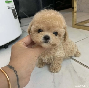 maltipoo toy cu pedigree  - imagine 2