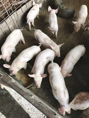 Vând purcei marele alb rasa pura  - imagine 4 Vând purcei marele alb rasa pura  - imagine 4