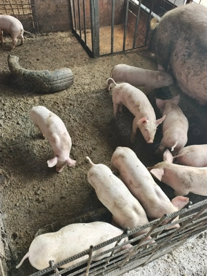 Vând purcei marele alb rasa pura 