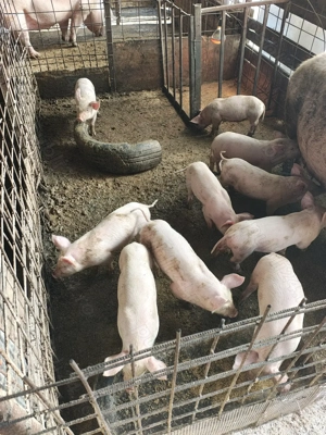 Vând purcei marele alb rasa pura  - imagine 3 Vând purcei marele alb rasa pura  - imagine 3