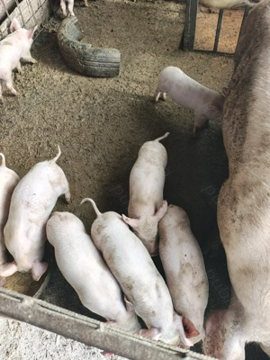 Vând purcei marele alb rasa pura  - imagine 2 Vând purcei marele alb rasa pura  - imagine 2