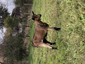 Vand capra alpina franceza 