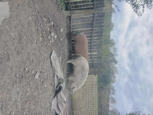 Vand porc!!! - imagine 3 Vand porc!!! - imagine 3