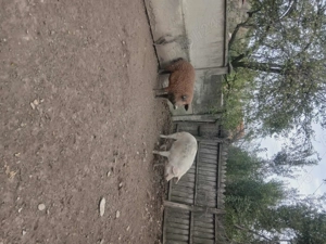 Vand porc!!! - imagine 2 Vand porc!!! - imagine 2