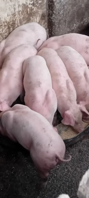 Vand purcei .Landras  - imagine 2