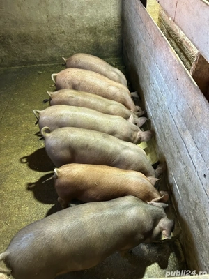 Vand purcei grasuni 40 50 kg - imagine 3
