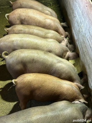 Vand purcei grasuni 40 50 kg - imagine 2