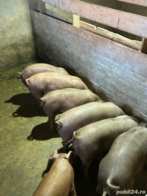 Vand purcei grasuni 40 50 kg