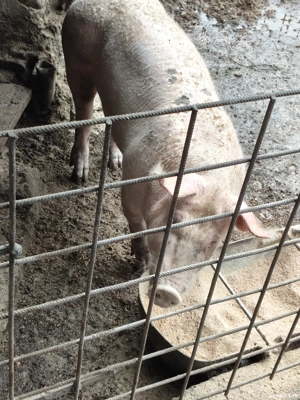 Vând porc. - imagine 3