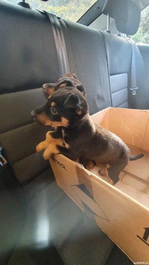 vand 3 baietei de beagle - imagine 4