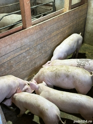Vand purcei grasuni 40 50 kg - imagine 2