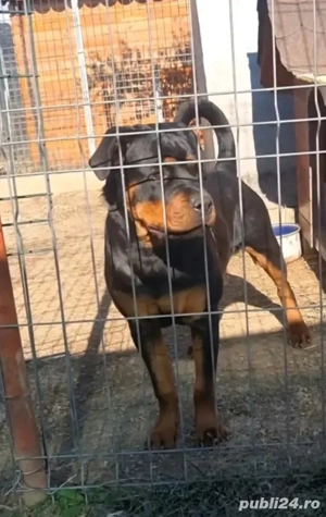 vand 3 baietei de beagle