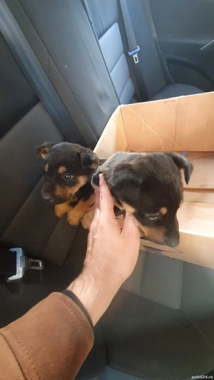 vand 3 baietei de beagle - imagine 3