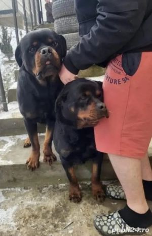 vand 3 baietei de beagle - imagine 2