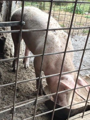 Vând porc. - imagine 2