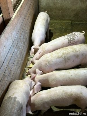 Vand purcei grasuni 40 50 kg